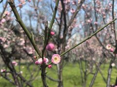 -新虹桥中心花园