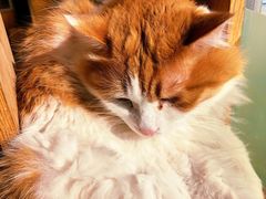-猫的茶·猫咖