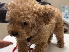 -瑞鹏宠物医院·普外科·影像科·皮肤科(城市山谷分院)