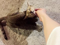 -越海渔村