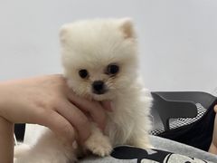 -翊宠yipet猫狗购宠庄园犬舍•猫舍