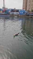-星海水上乐园(星海广场圣亚店)