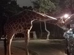 -清迈夜间动物园