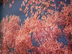 -小二楼炖肠