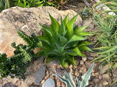 -东莞植物园