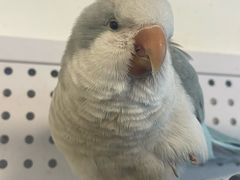 -吉丁鸟咖·异宠·寄养