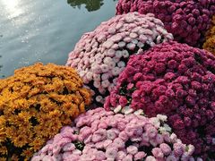 -杭州植物园