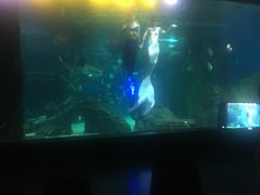 -锦艺城海洋馆