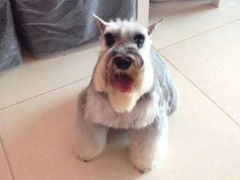 -利又安动物医院··老年病·猫科犬科·中兽医