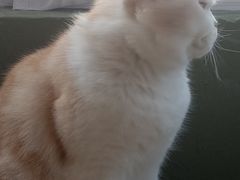 -猫猫幼稚园·撸猫·桌游·电玩