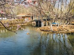 -长白岛森林公园