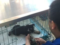 -艾吉宠物医院·疑难杂症转诊中心·猫友好(碧江路院)