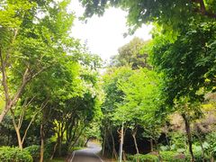 -火炉山森林公园