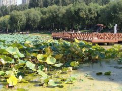 -丁香湖公园