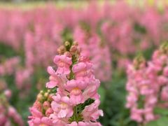 -天适樱花悠乐园