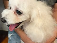 -多卡布奇宠物生活馆(上林世家店)