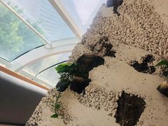 -农畉LONFOOD(福田星河COCOPark店)