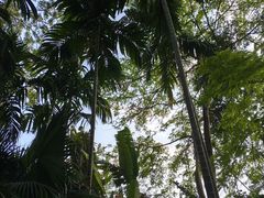 -西双版纳原始森林公园