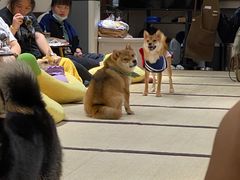 -逗柴咖啡屋·狗咖猫咖宠物桌游