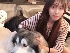 -Dog in Town Ekkamai