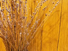 -昆山城市生态森林公园