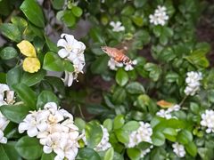 -三亚南山文化旅游区