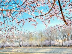 -桃花堤公园
