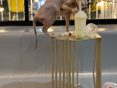 -松果猫咖(桐乡吾悦金街店)