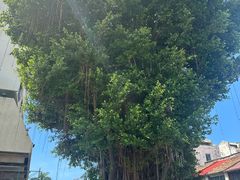 -槟城观音庙(Goddess of Mercy)