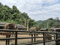 -野象谷景区
