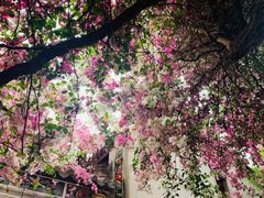 -深圳国际园林花卉博览园