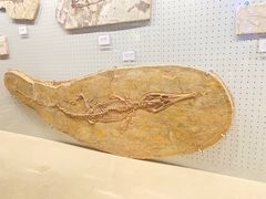 -辽宁古生物博物馆
