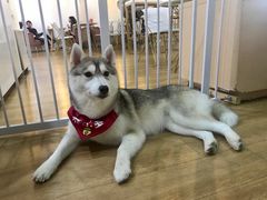 -Husky Go! 哈士奇体验馆·宠物咖啡厅狗咖