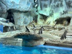 -帝企鹅自助餐厅•儿童岛•真企鹅(长隆企鹅酒店)