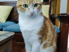 -御宝贝·A梦猫科宠物医院(国际猫友好医院)