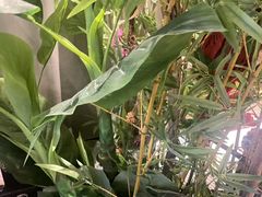 -施奈儿.洗头頭療.按摩SPA.采耳(上梅林店)