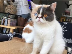 -平行世界·猫咖(首经贸店)