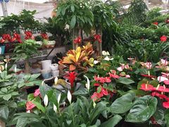 -秦美花卉(天朗·莱茵小城2期店)