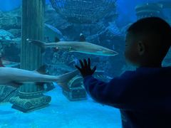 -芜湖新华联大白鲸海洋公园