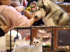 -more than meow吴止猫主题餐厅(承德 中船汇店)