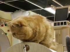 -猫和宫(六道口店)