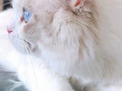 -瞄一喵猫咖(格力海岸店)