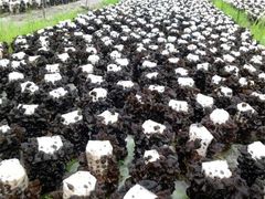 山秋耳炒肉-庆岭迎宾园正宗活鱼馆