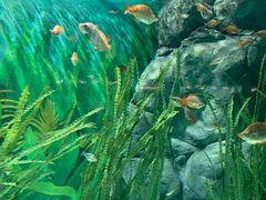 -上海海洋水族馆