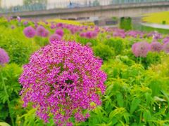 -上海辰山植物园