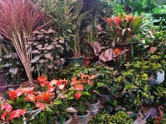 -花鸟鱼虫鲜花绿植市场(玉泉路店)