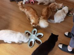 -猫腻·猫咖·撸猫馆(星光大道店)