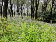 -东郊湿地公园