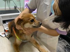 -A猫a狗全科·犬猫异宠·芥西宠物医院(南开总院)