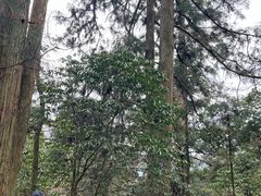 -天目山大树王景区